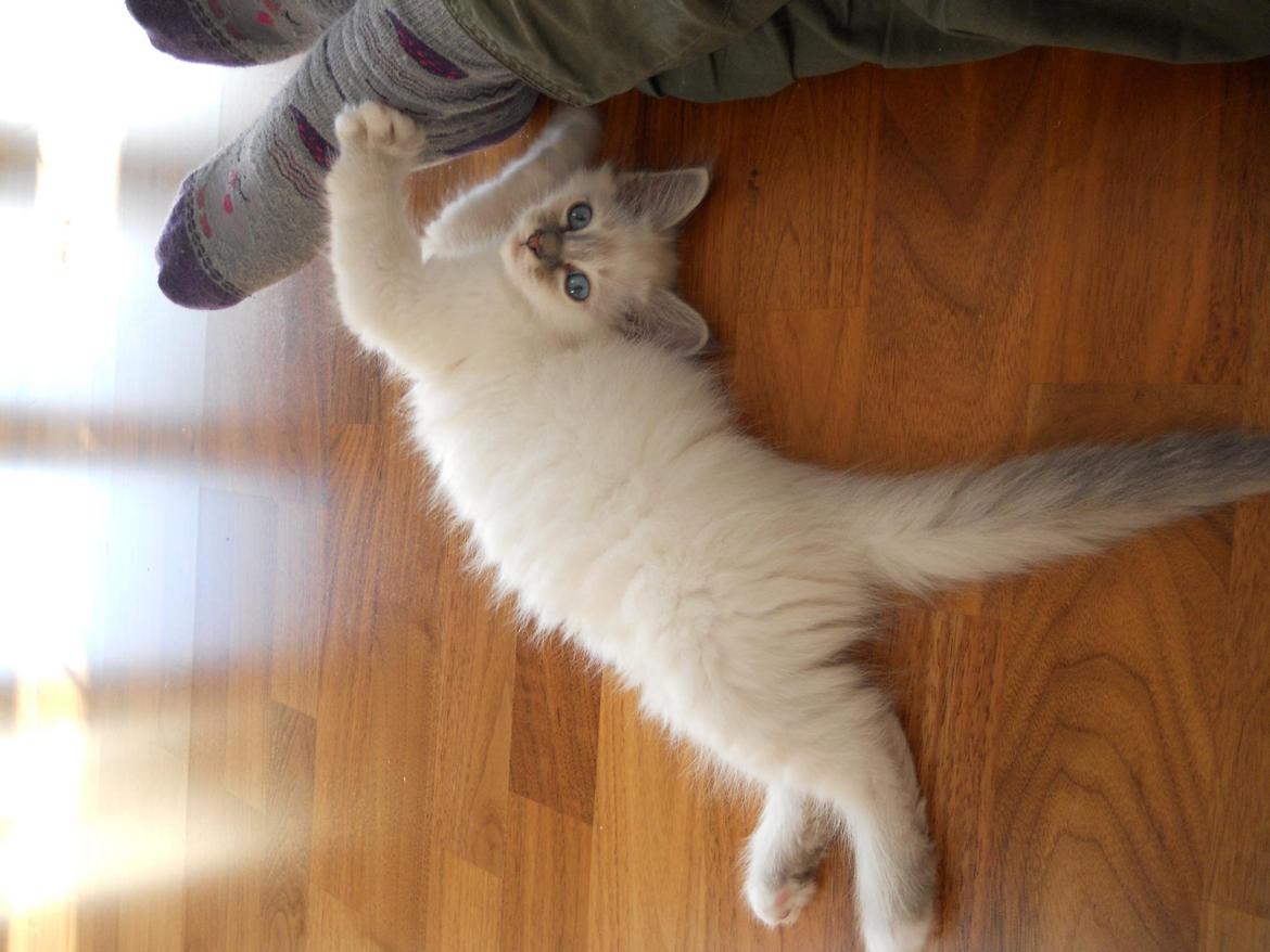 Hellig Birma Gericke's Anton (Carl-Emil) - Carl-Emil omkring 11 uger billede 2