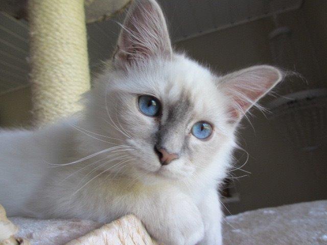 Hellig Birma Gericke's Anton (Carl-Emil) billede 3