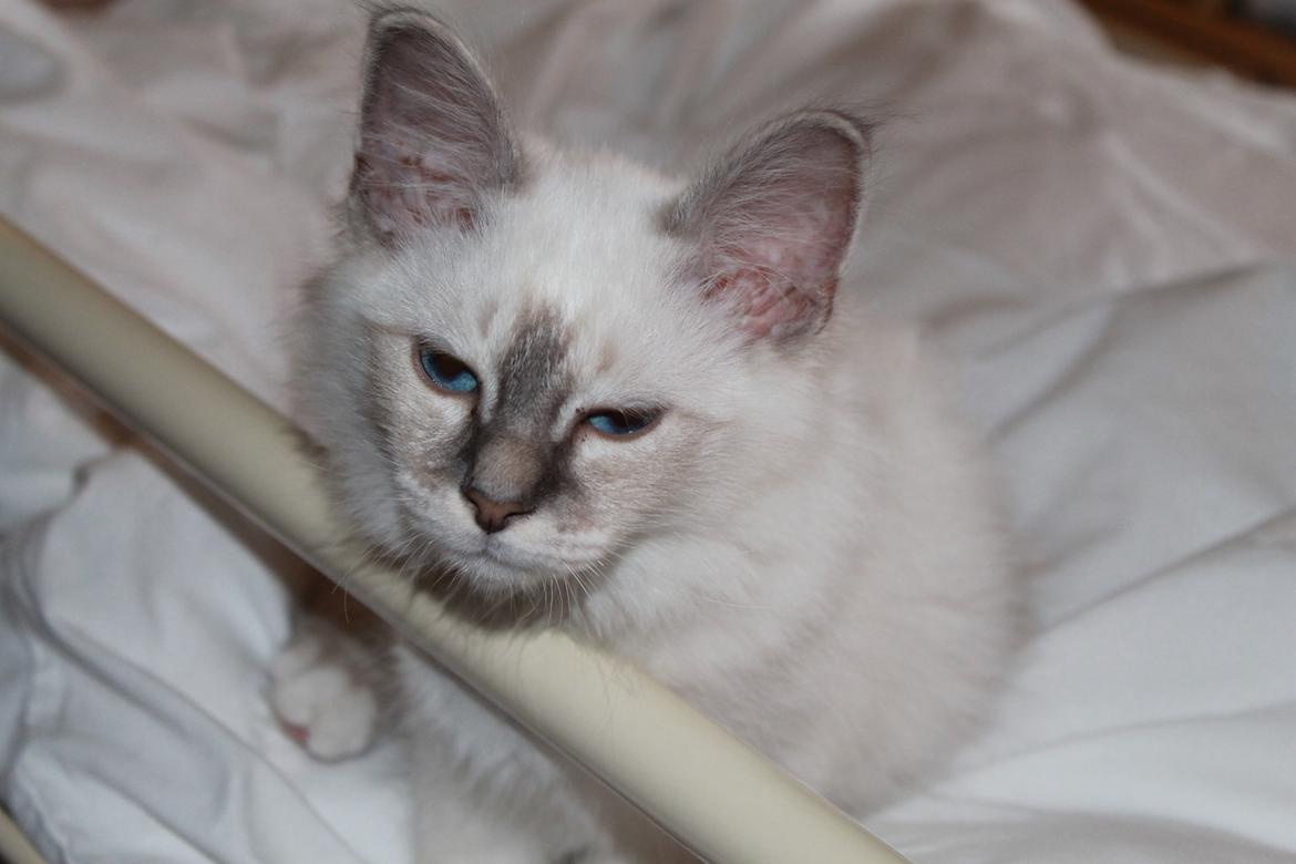 Hellig Birma Gericke's Anton (Carl-Emil) billede 5