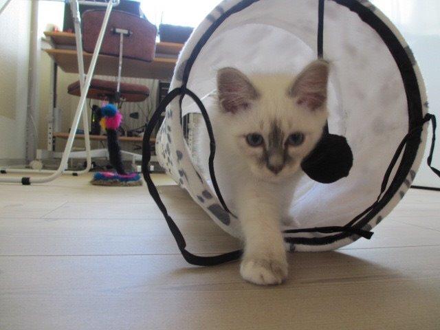 Hellig Birma Gericke's Anton (Carl-Emil) billede 6