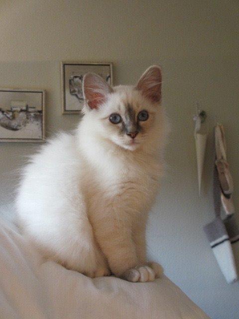 Hellig Birma Gericke's Anton (Carl-Emil) billede 4