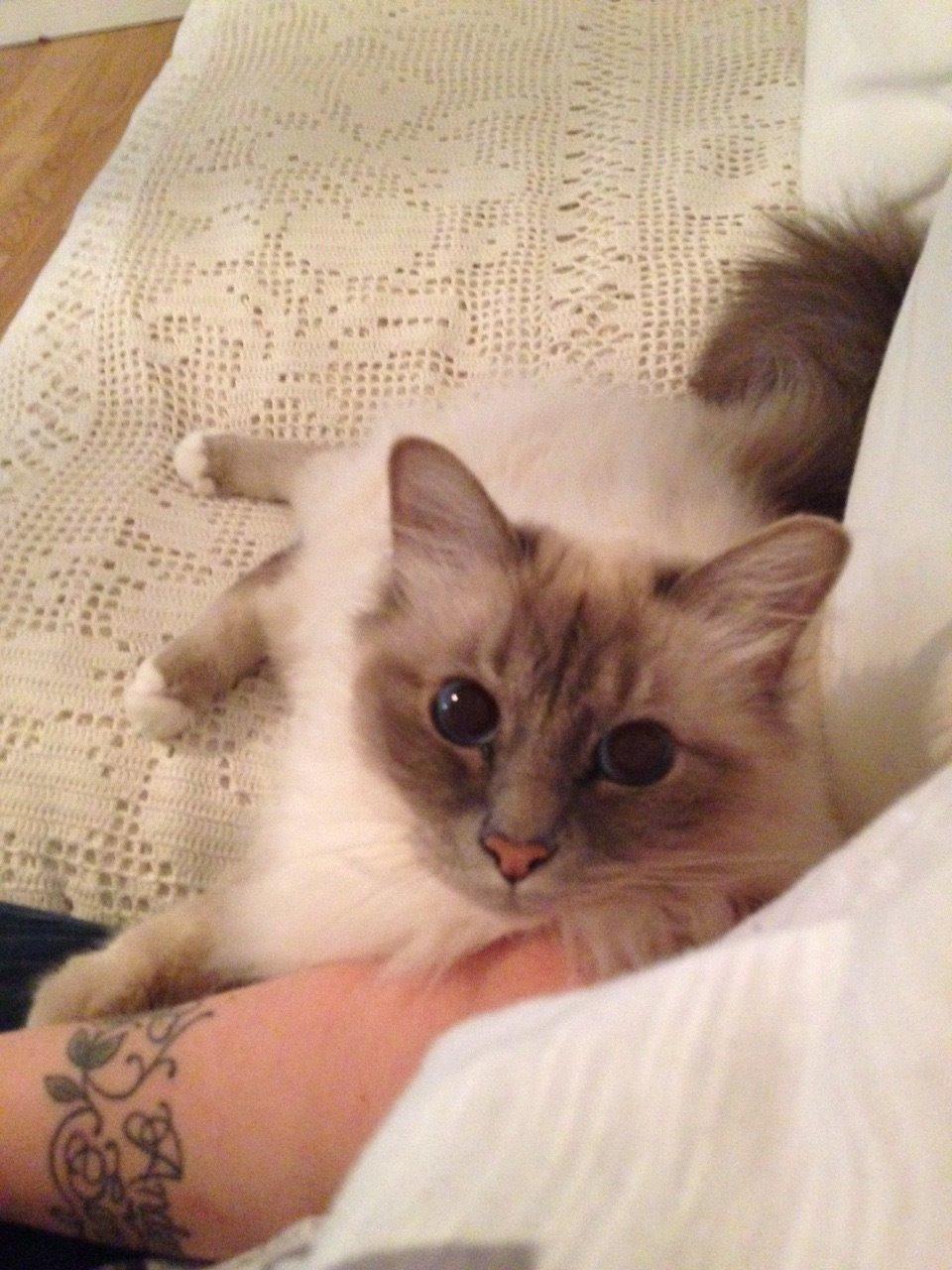 Hellig Birma Gericke's Anton (Carl-Emil) billede 7