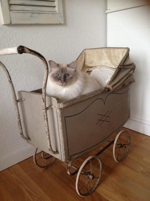 Hellig Birma Gericke's Anton (Carl-Emil) billede 8