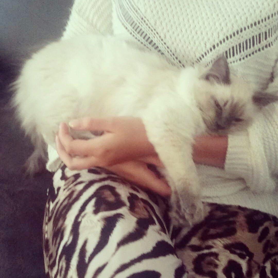 Blanding af racer Dolly billede 12