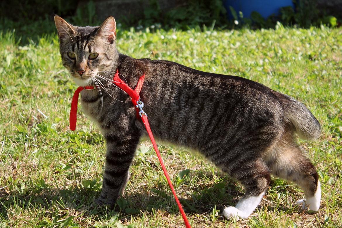 Huskat Triple turtle billede 8