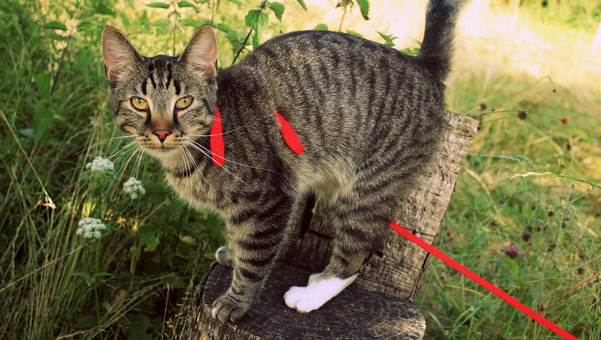 Huskat Triple turtle billede 1