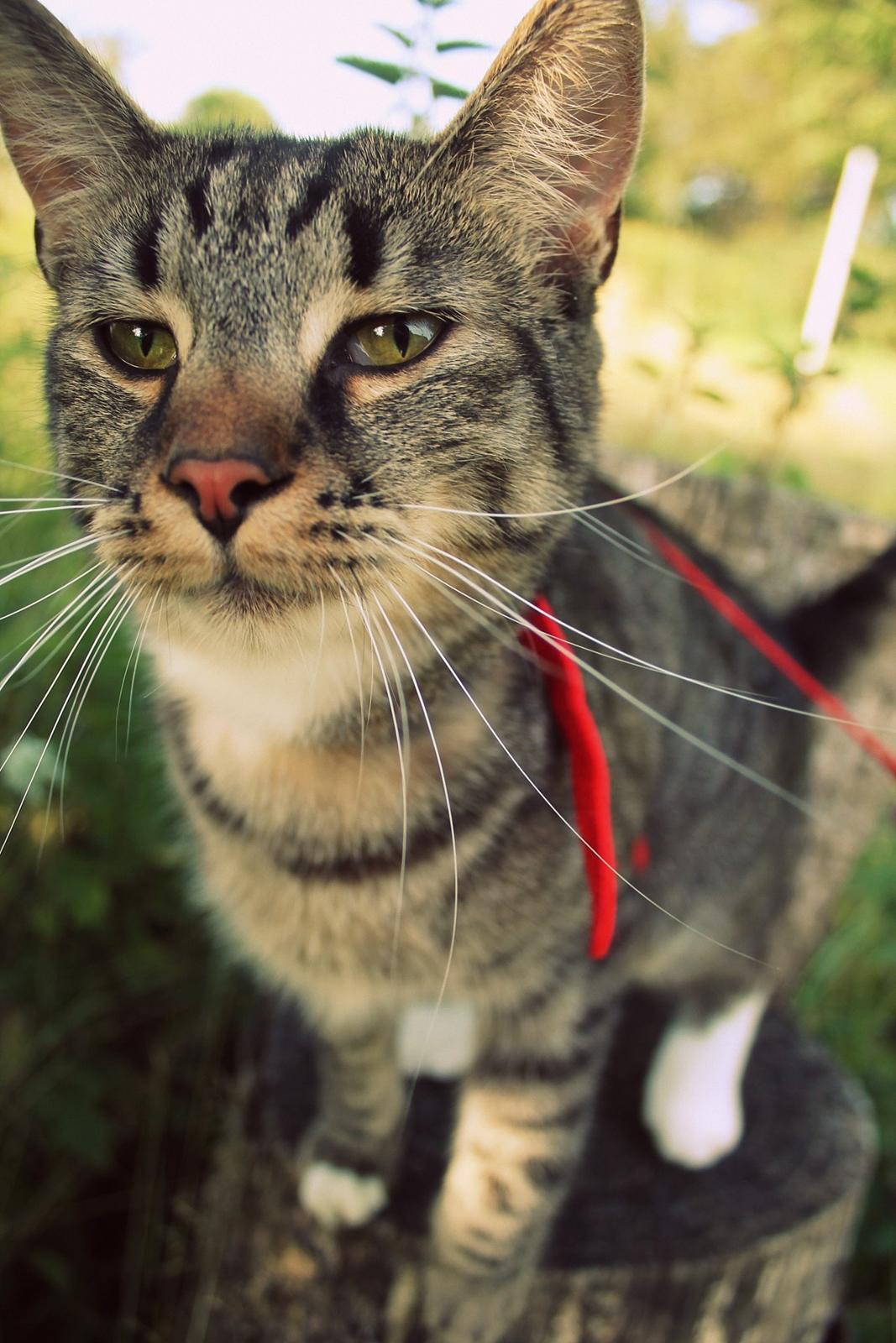 Huskat Triple turtle billede 28