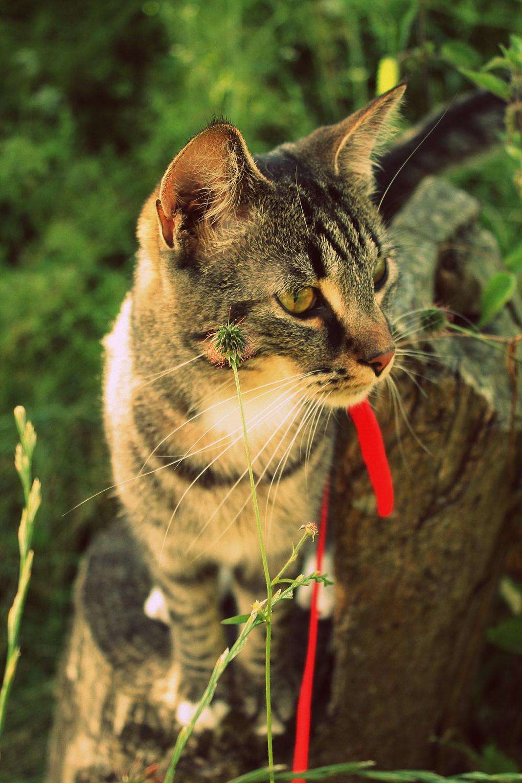 Huskat Triple turtle billede 7