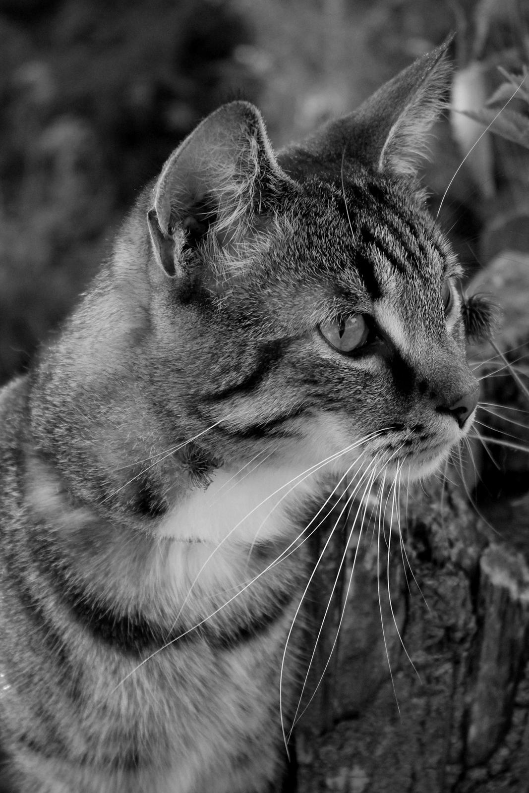 Huskat Triple turtle billede 19