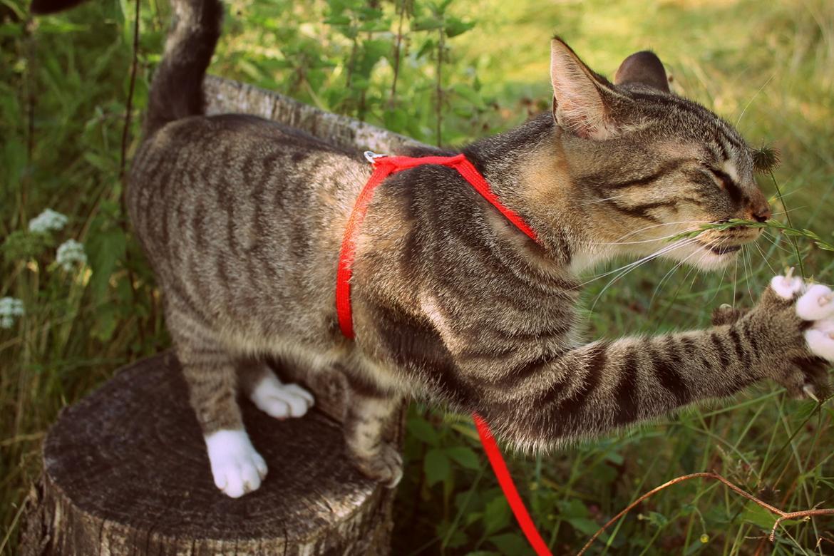 Huskat Triple turtle billede 12