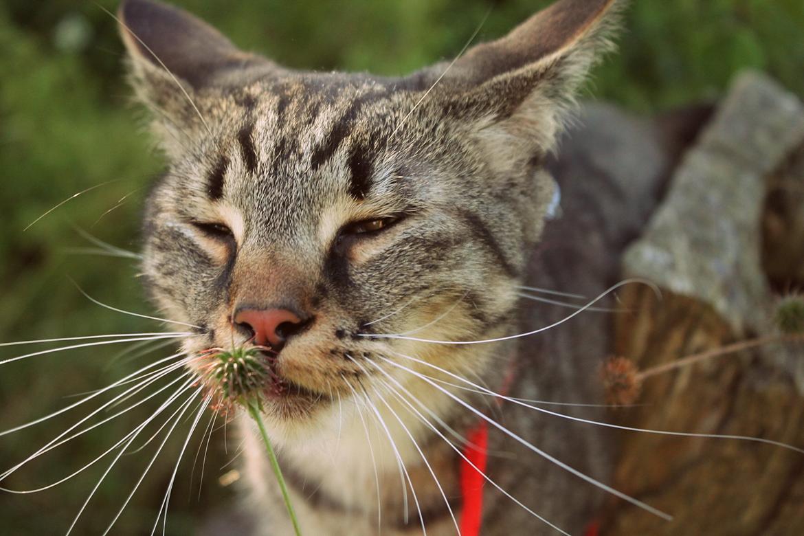 Huskat Triple turtle billede 23