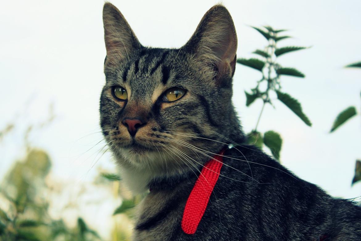 Huskat Triple turtle billede 22