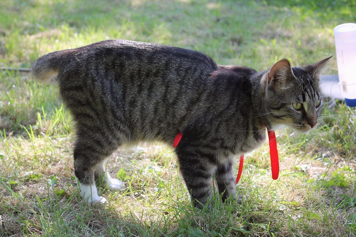 Huskat Triple turtle billede 21