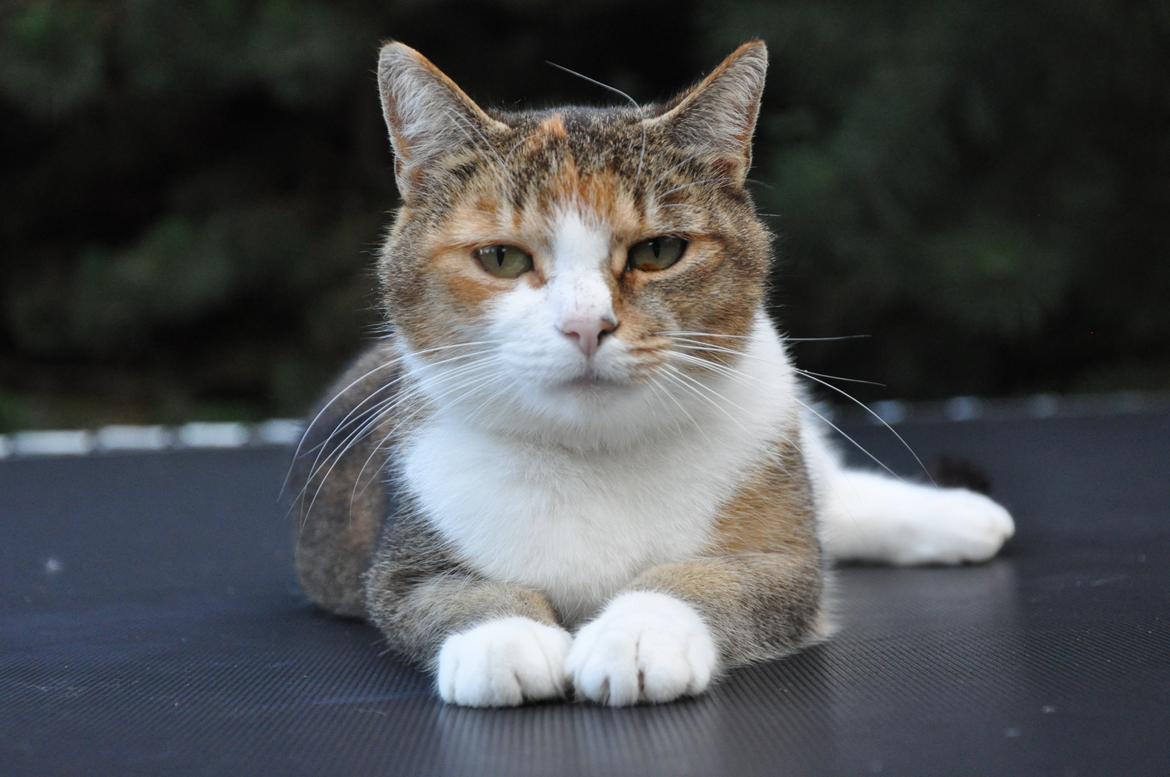 Blanding af racer Vivi billede 1