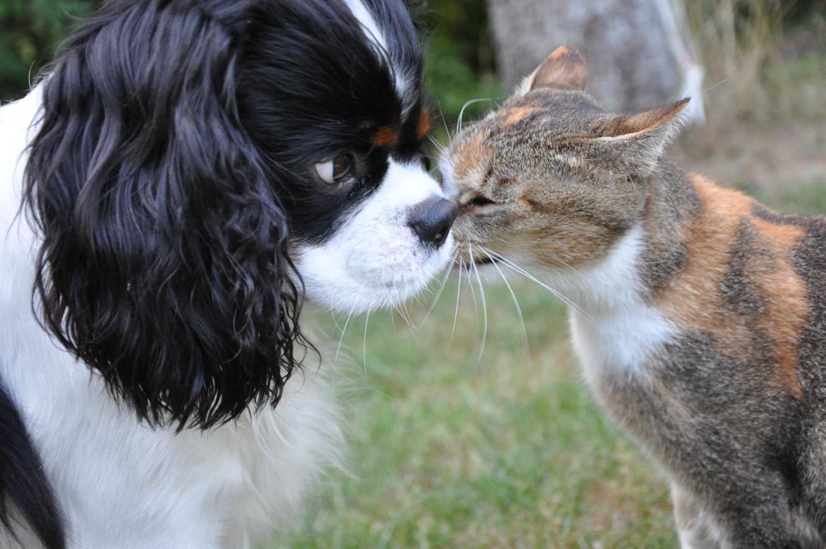 Blanding af racer Vivi billede 2