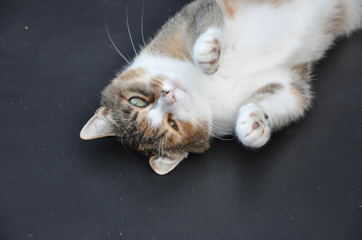 Blanding af racer Vivi billede 3