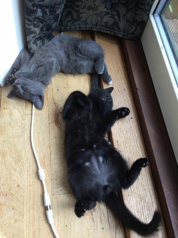 Huskat Figaro billede 4