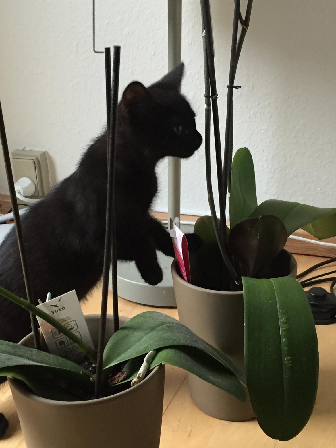 Huskat Figaro billede 5