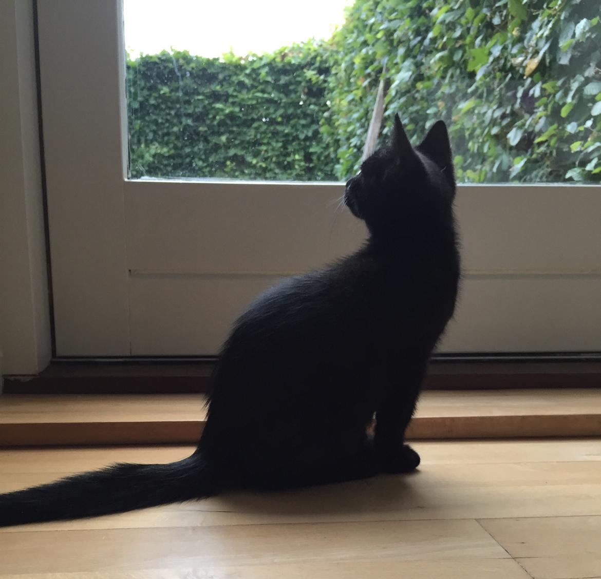 Huskat Figaro billede 6