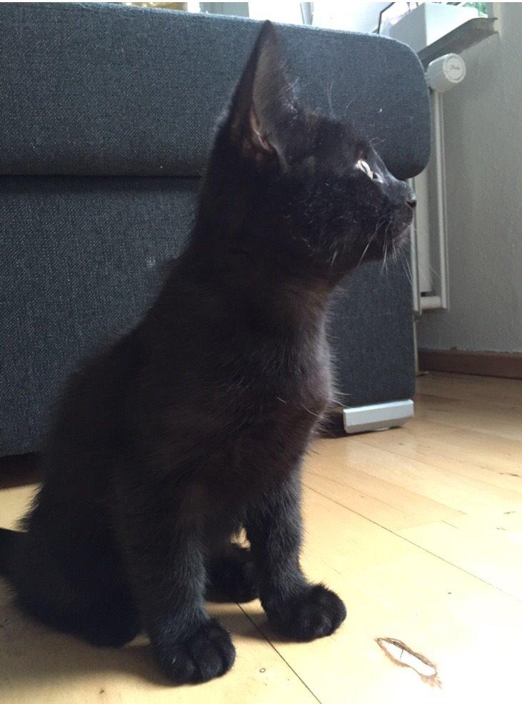 Huskat Figaro billede 7