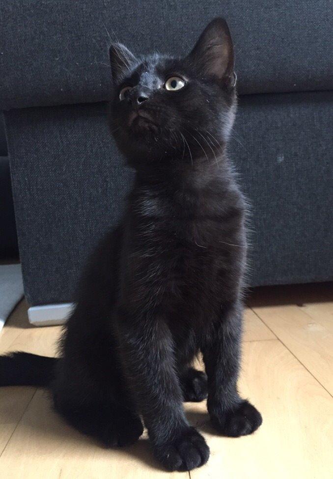 Huskat Figaro billede 8