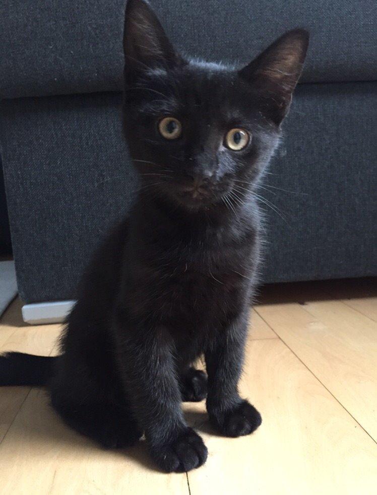 Huskat Figaro billede 2