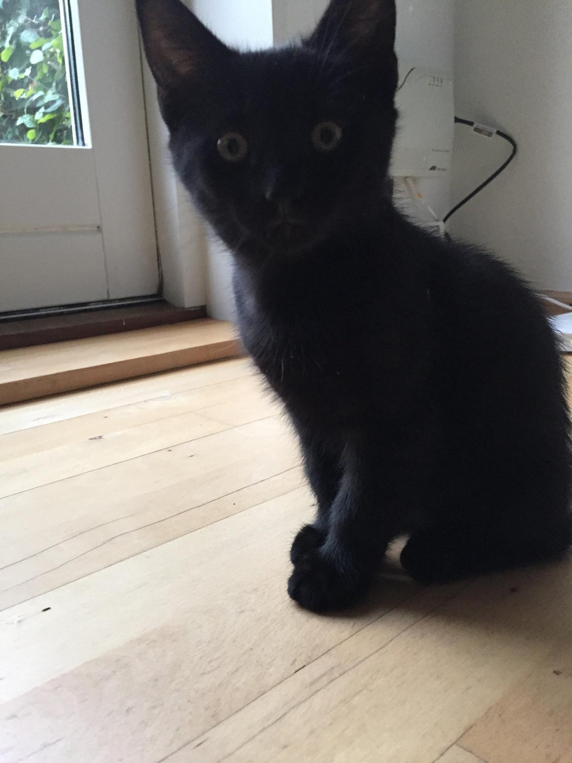 Huskat Figaro billede 9