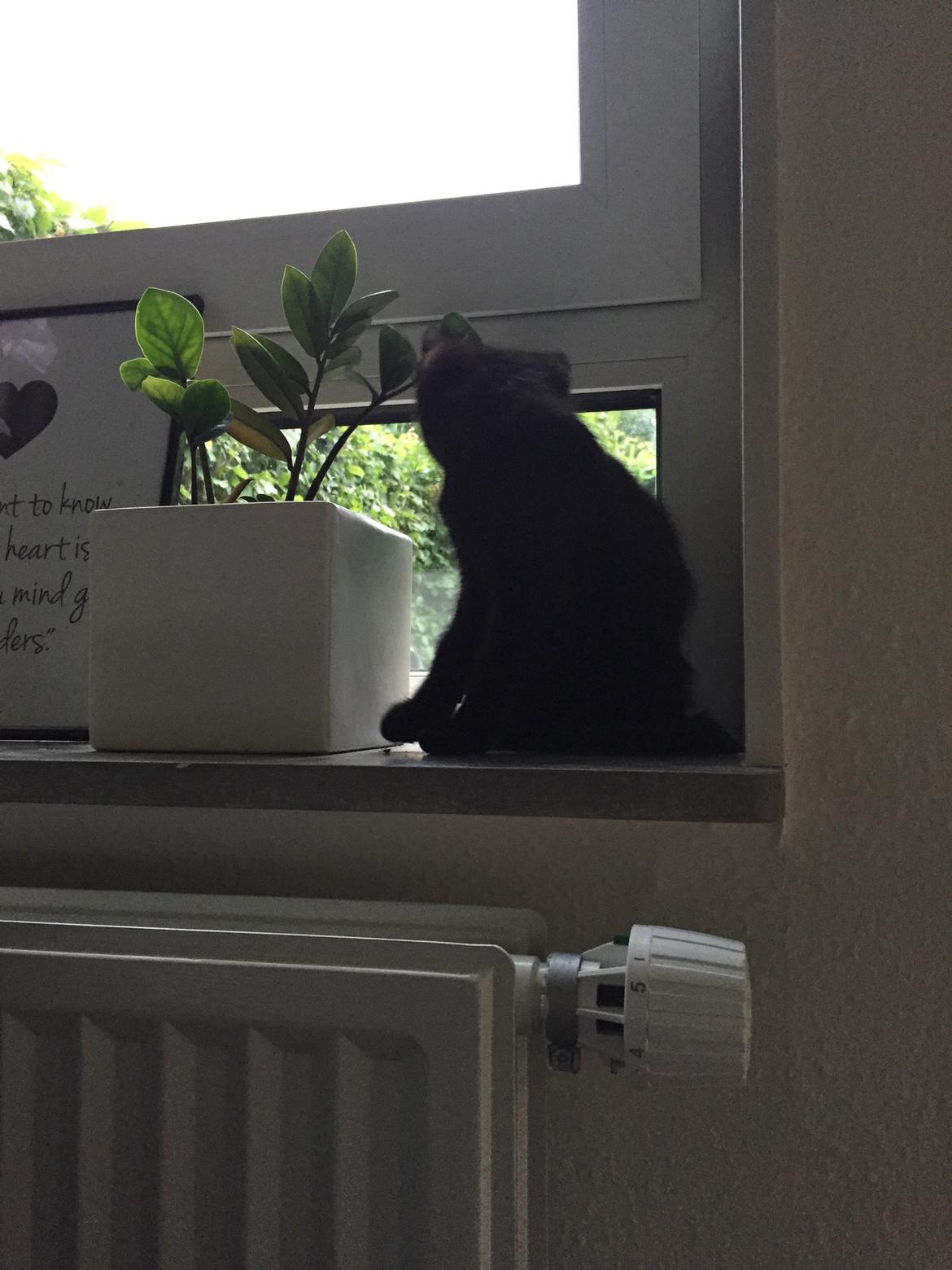 Huskat Figaro billede 10