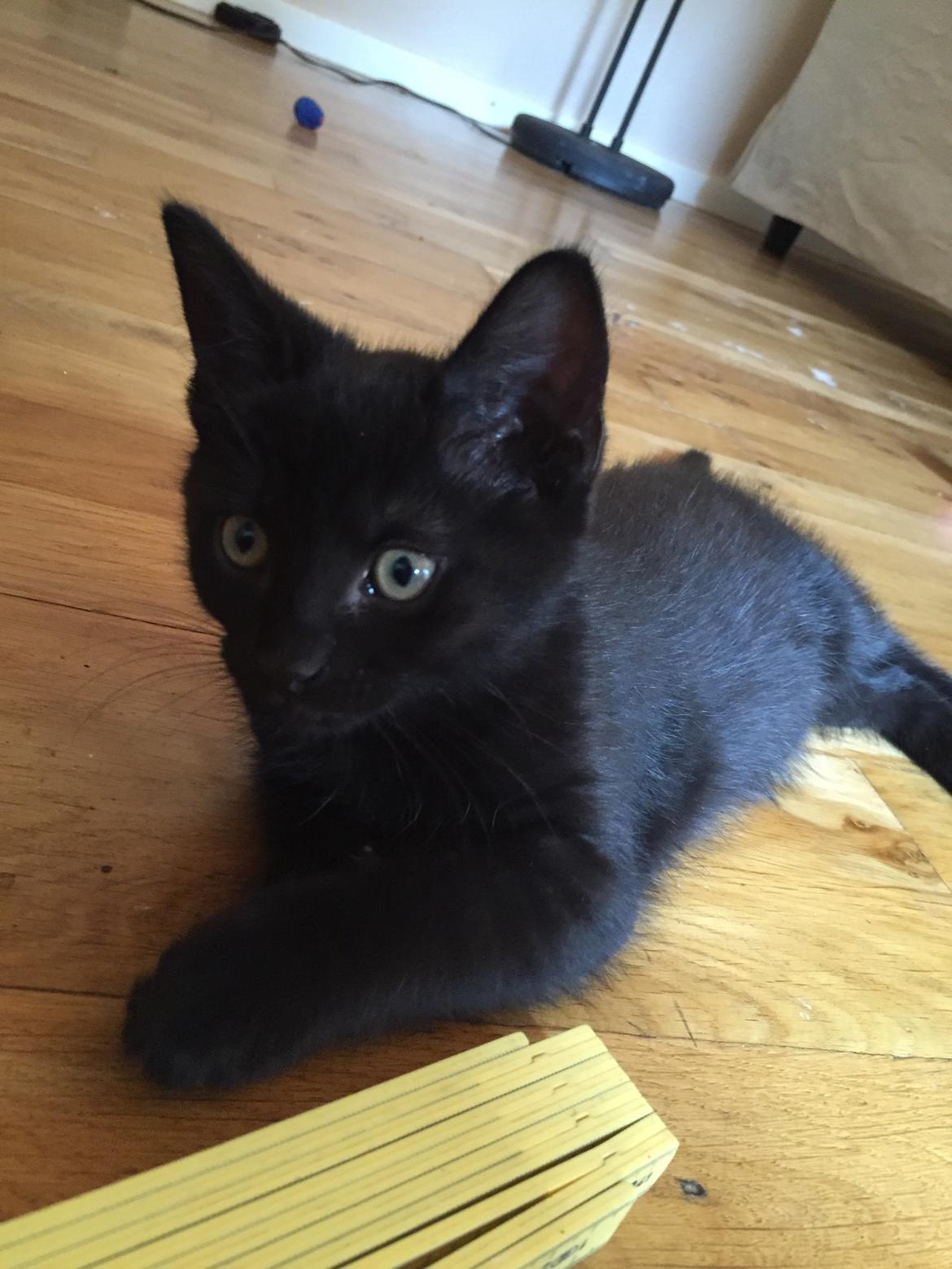 Huskat Figaro billede 3