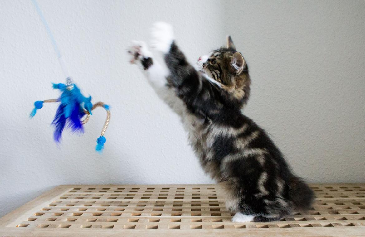 Kurilean Bobtail DK Korzhik's Louis Vallet billede 13