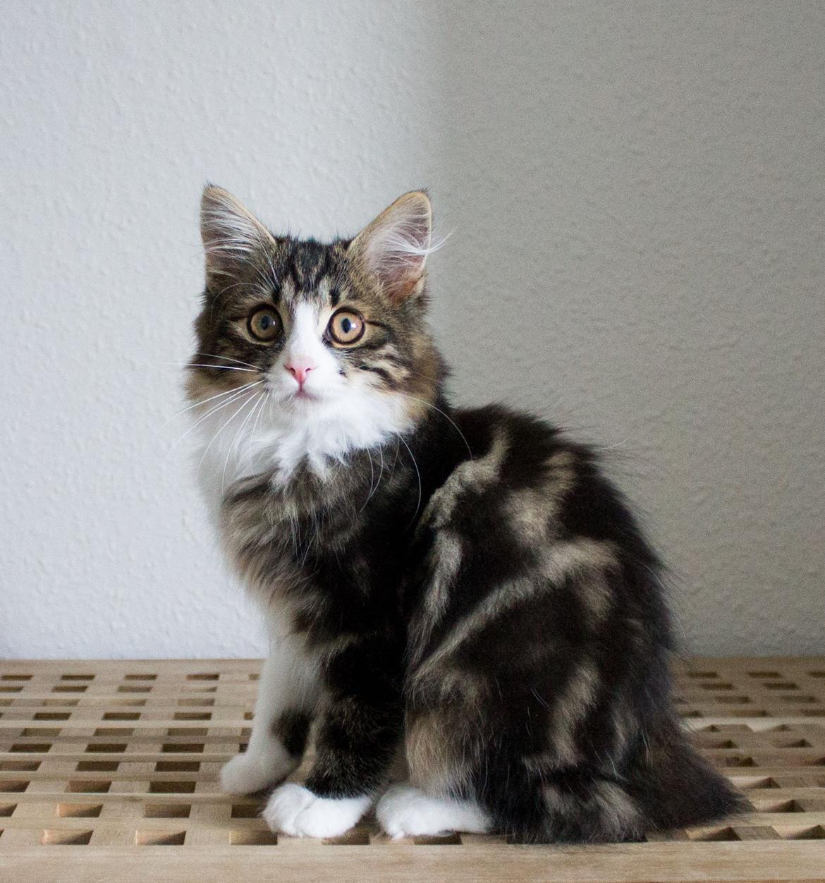 Kurilean Bobtail DK Korzhik's Louis Vallet billede 15