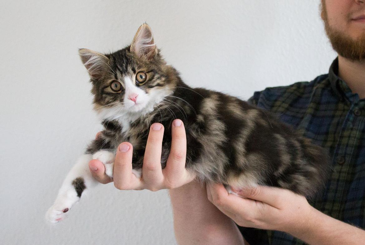 Kurilean Bobtail DK Korzhik's Louis Vallet billede 12