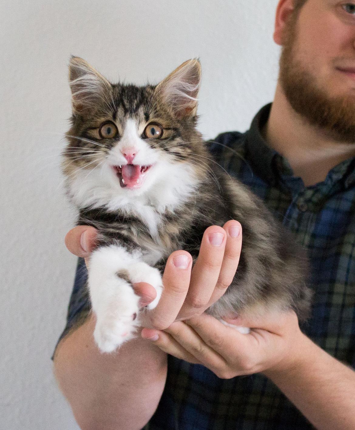 Kurilean Bobtail DK Korzhik's Louis Vallet billede 16