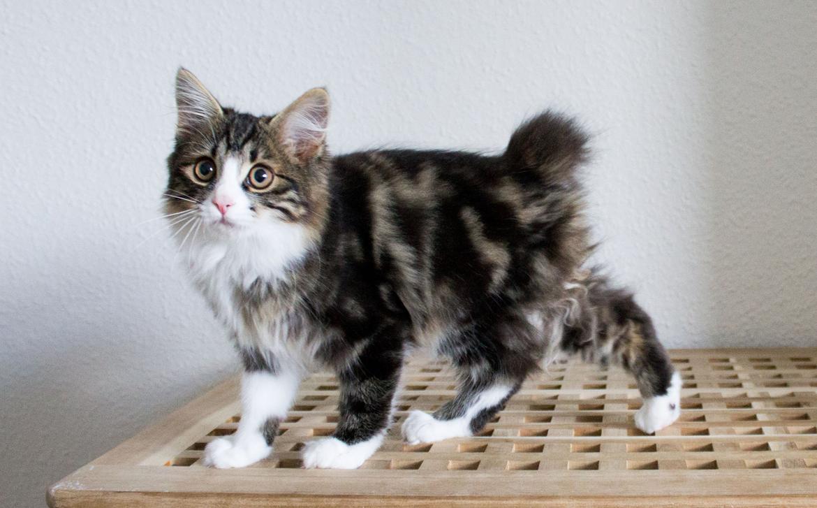 Kurilean Bobtail DK Korzhik's Louis Vallet billede 14