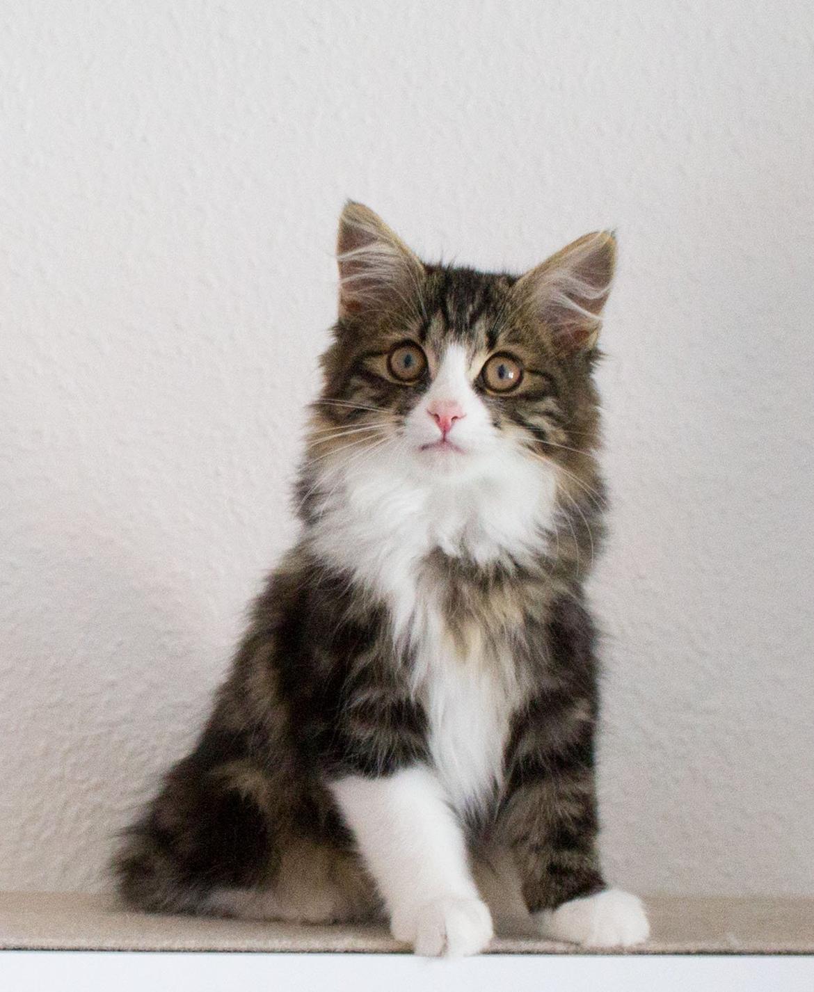 Kurilean Bobtail DK Korzhik's Louis Vallet billede 18