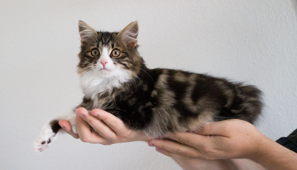 Kurilean Bobtail DK Korzhik's Louis Vallet billede 17