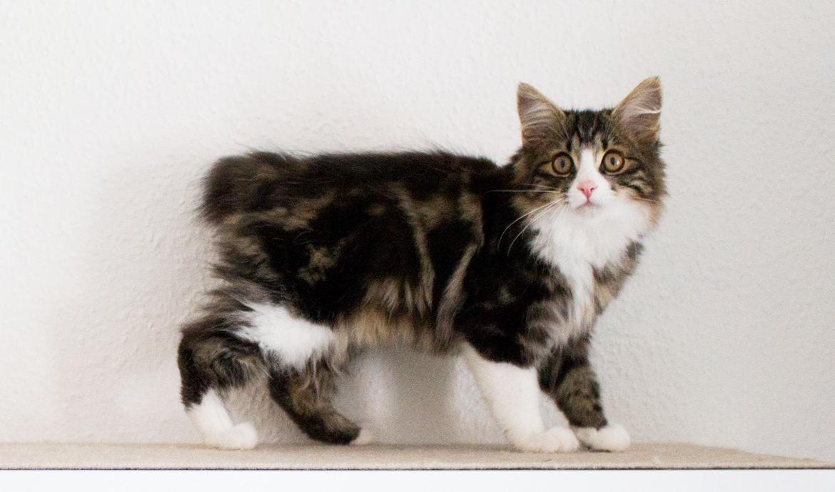 Kurilean Bobtail DK Korzhik's Louis Vallet billede 20