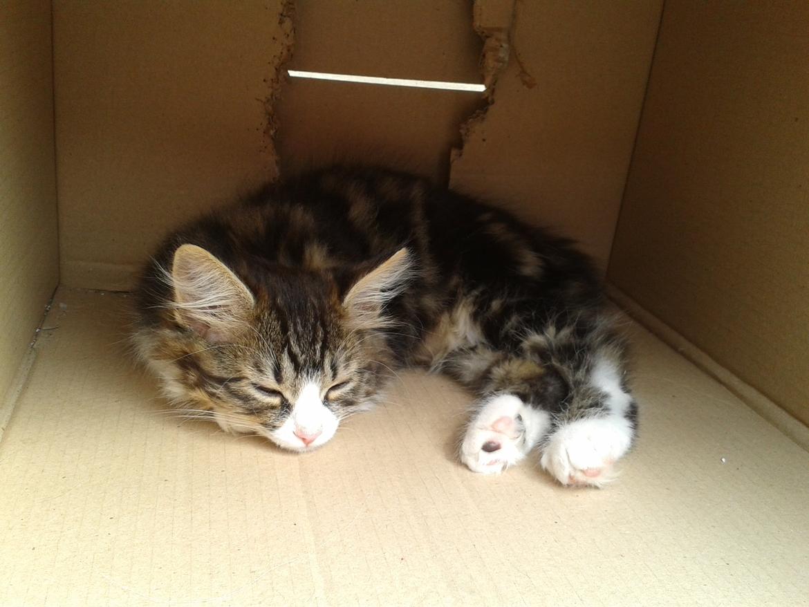 Kurilean Bobtail DK Korzhik's Louis Vallet billede 21