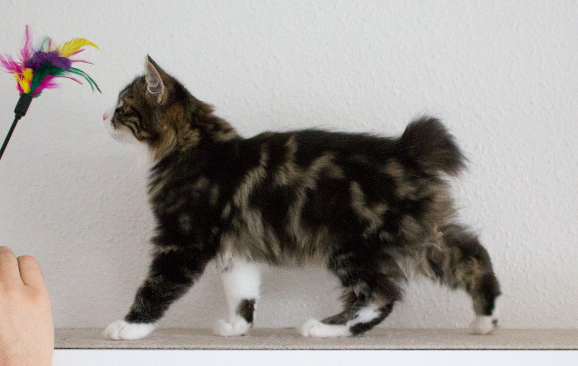 Kurilean Bobtail DK Korzhik's Louis Vallet billede 19