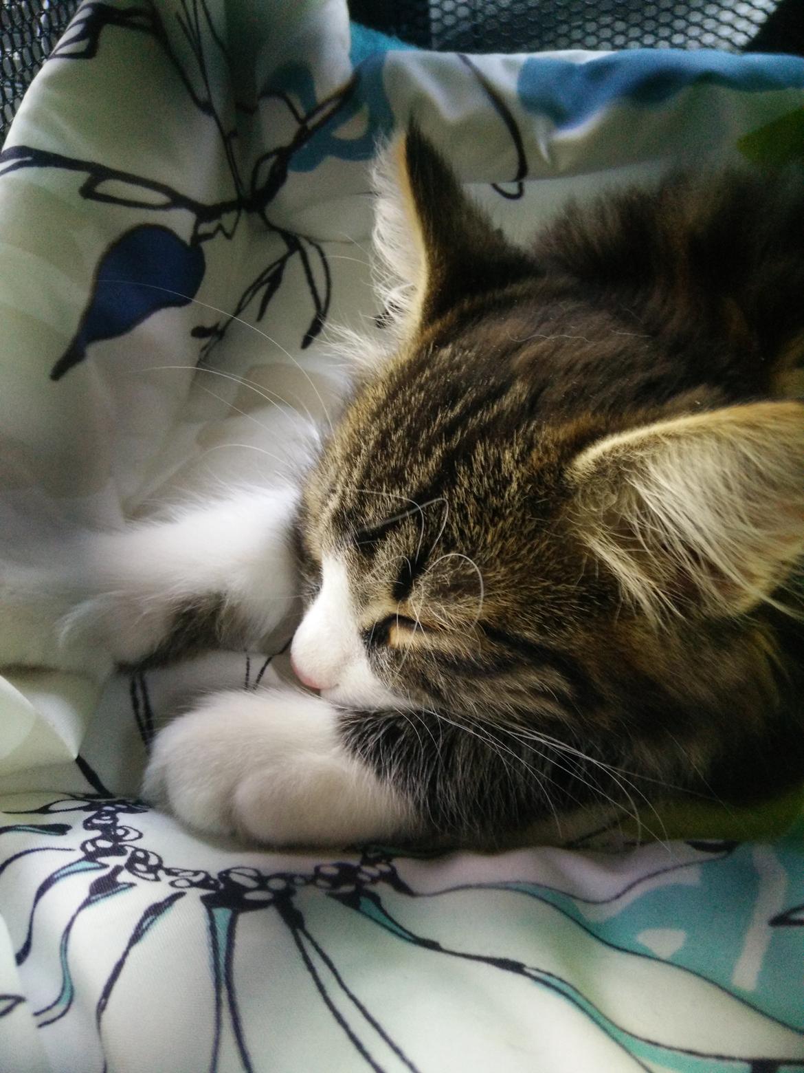 Kurilean Bobtail DK Korzhik's Louis Vallet billede 22