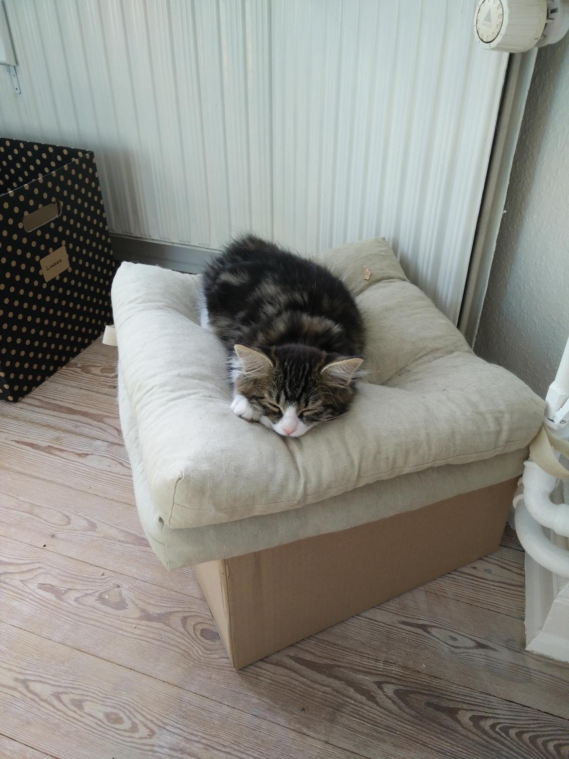 Kurilean Bobtail DK Korzhik's Louis Vallet billede 23