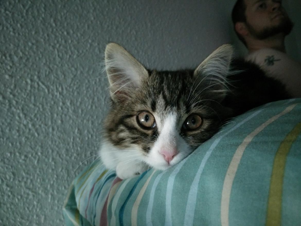 Kurilean Bobtail DK Korzhik's Louis Vallet billede 24