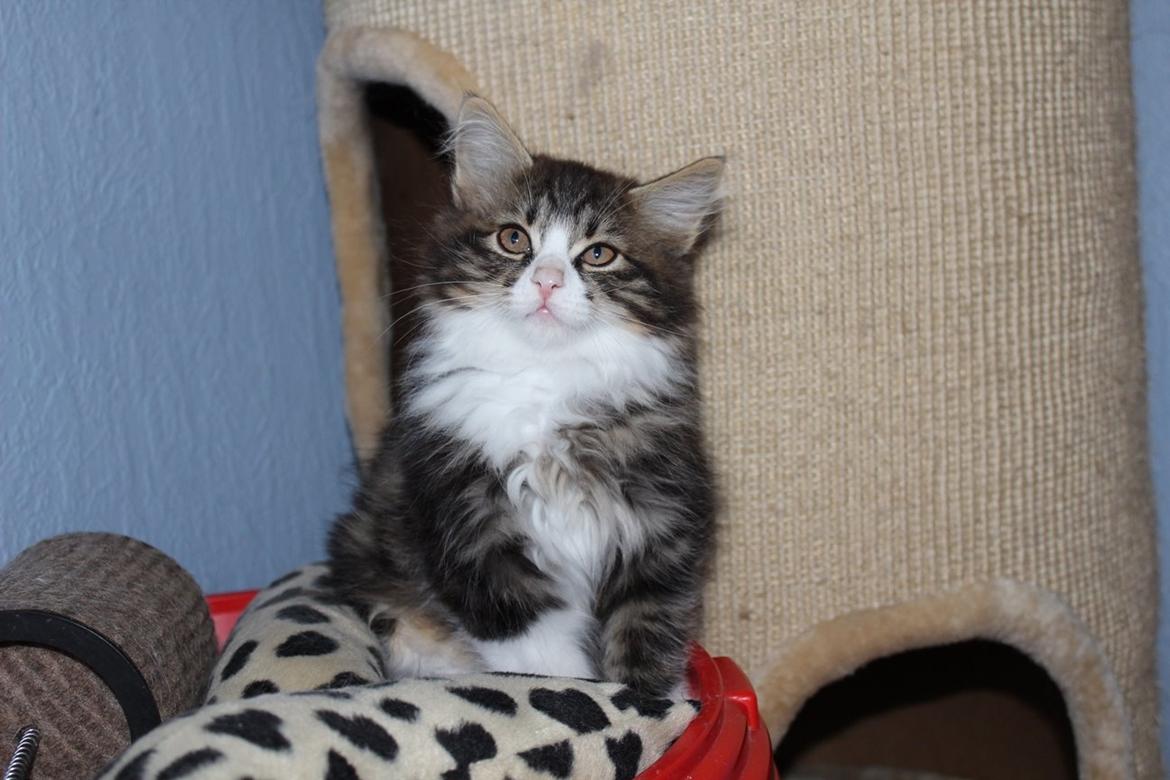 Kurilean Bobtail DK Korzhik's Louis Vallet billede 26