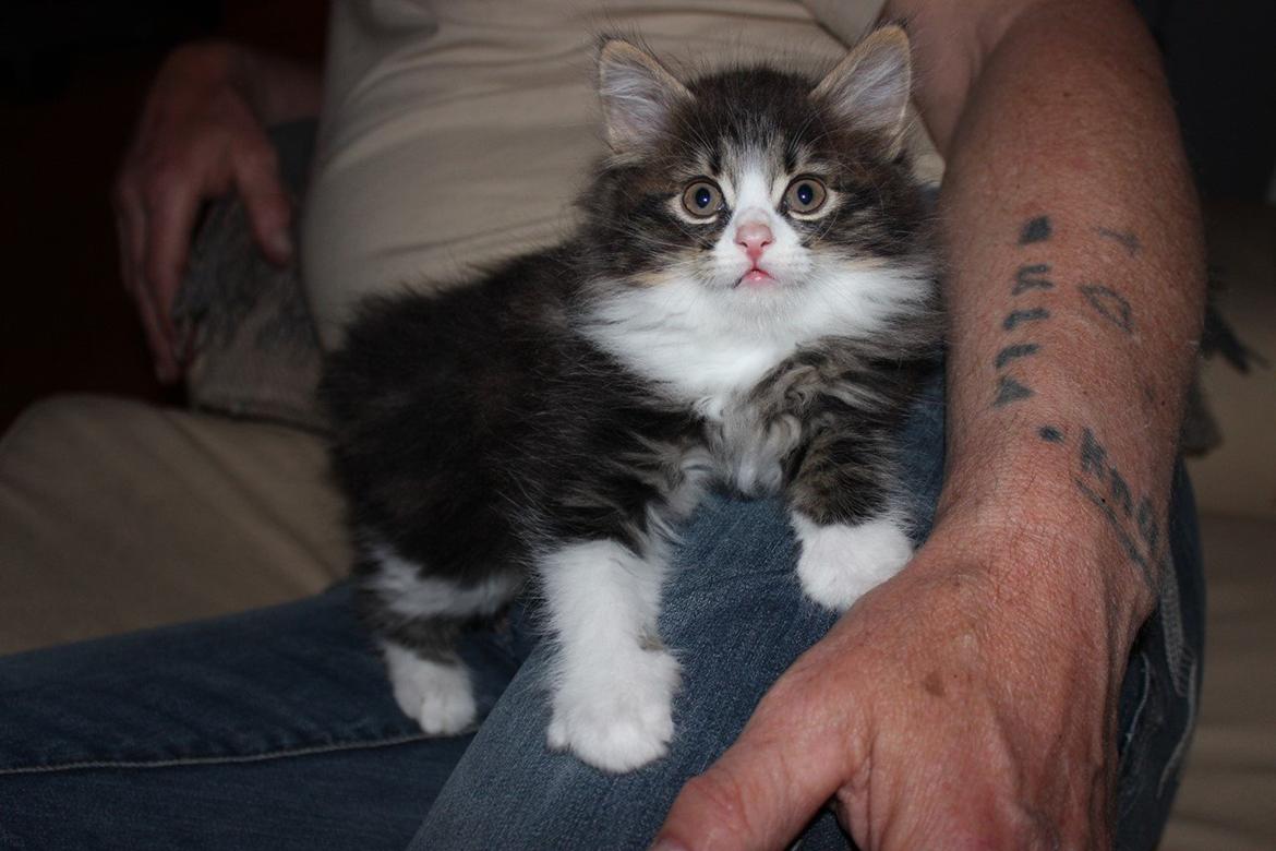 Kurilean Bobtail DK Korzhik's Louis Vallet billede 27