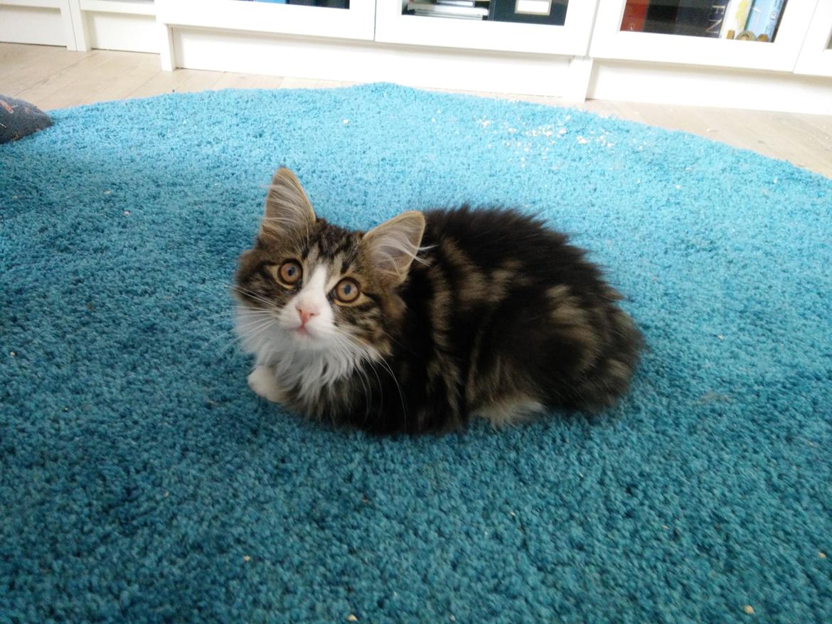 Kurilean Bobtail DK Korzhik's Louis Vallet billede 25