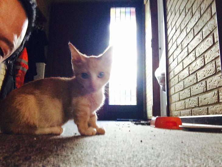 Munchkin Gogge billede 1