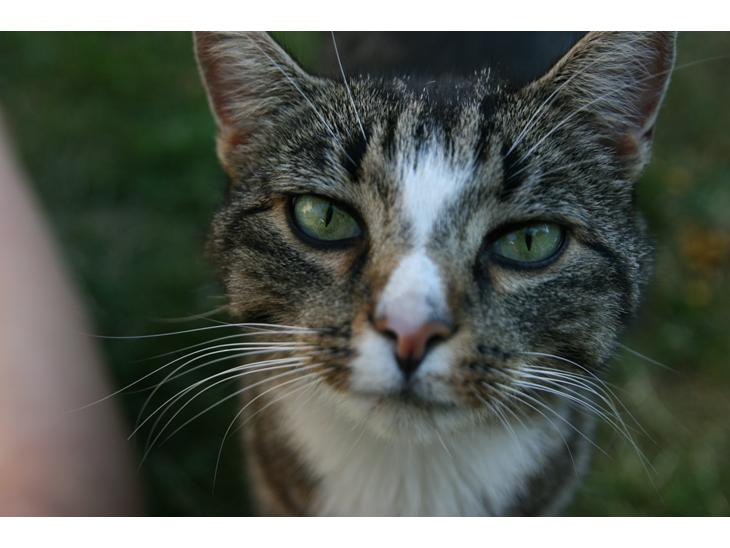 Huskat Oskar billede 1