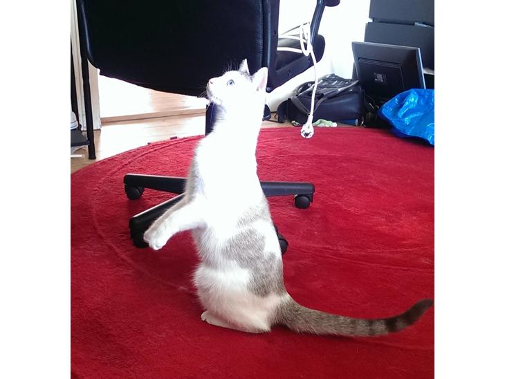 {{currentPhoto.altText}} billede {{currentPhoto.number}}