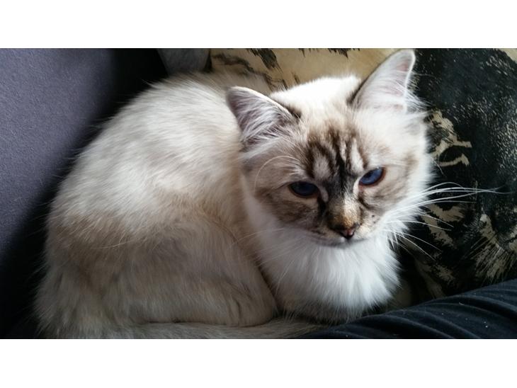 {{currentPhoto.altText}} billede {{currentPhoto.number}}