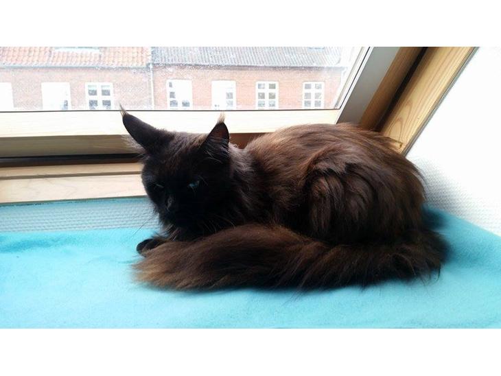 {{currentPhoto.altText}} billede {{currentPhoto.number}}